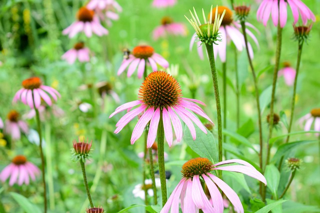 Plant Spirit Medicine for Connection, Health, and Healing Long Covid echinacea flowers