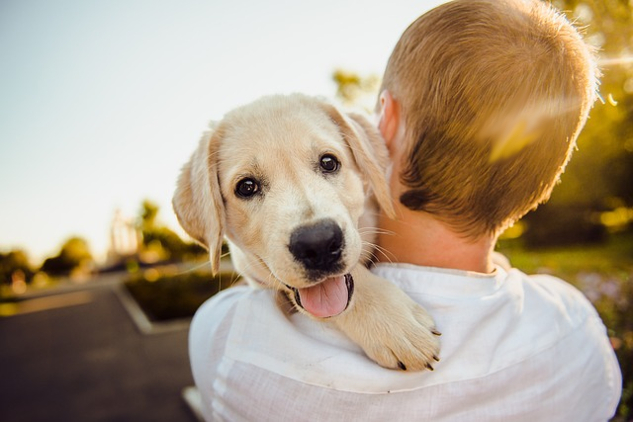 Dogs Demystified: Seeing, Studying, and Rethinking Dogs a young boy holding and hugging a dog