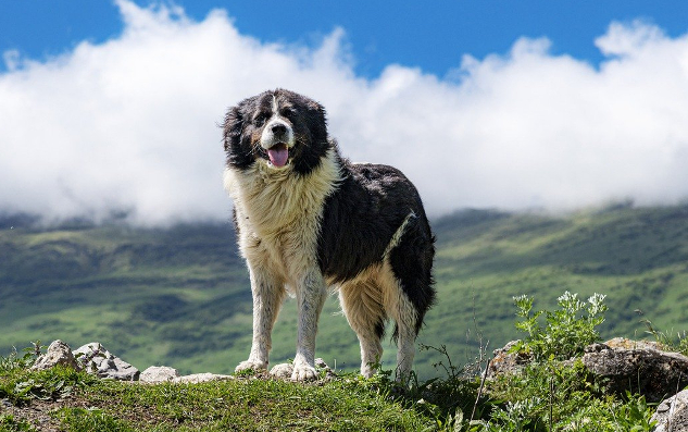 Transform Your Pet's Behavior through Chakra Pet Training dog standing proudly out in nature