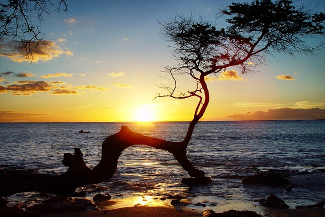 Message to Self: I Love You. I’m Sorry. Please Forgive Me. Thank You. a twisted tree growing on a Hawaiian beach