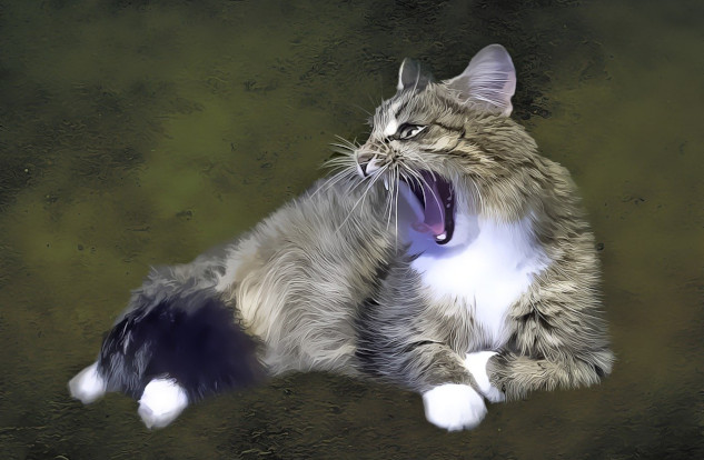 Cats as Spiritual Symbols: Predators or Friends? photo of an angry cat