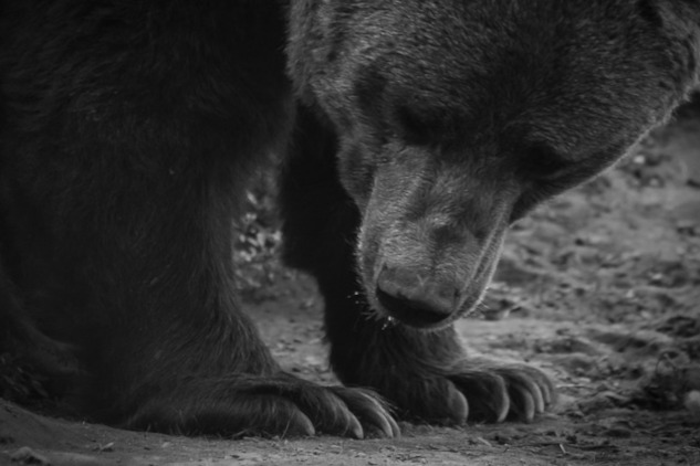 a bear looking at his front paws