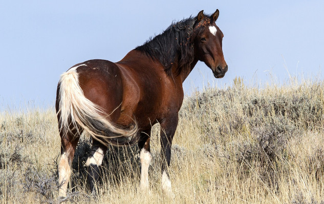 Embracing Lessons from Horses to Reclaim Your True Self a wild mustang with a white heart on its forehead