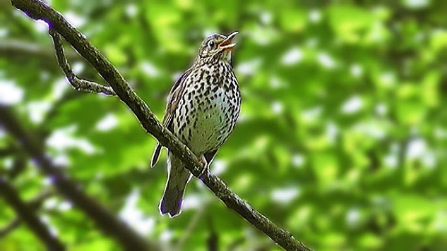 Benefits of birdsong