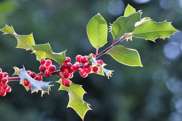 a branch of holly with red berries