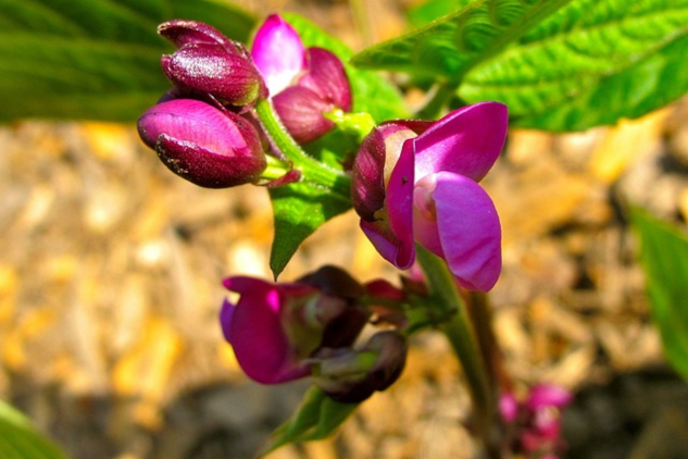 InnerSelf's Inspiration for the week of April 21-27, 2025 A garden bean plant in bloom. Image by sadie423 from Pixabay.