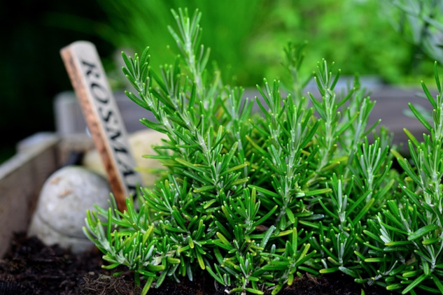Rosemary growing in a garden. Image by congerdesign from Pixabay.&nbsp;Rosemary: A Multiuse Herb for Vitality and Strength