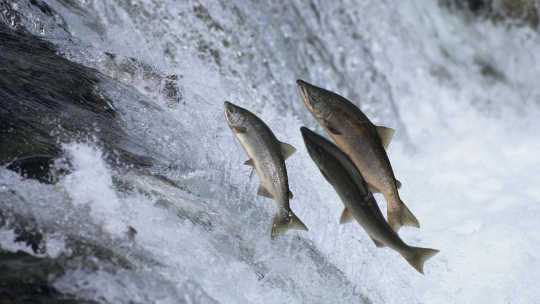 against the tide 8 15