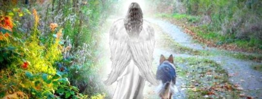 What to Do if You Have Made Afterlife Contact What to Do if You Have Made Afterlife Contact