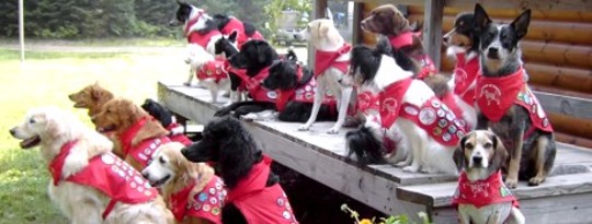 The Dog Makes the Difference: Celia and Scout The Dog Makes the Difference: Celia and Scout