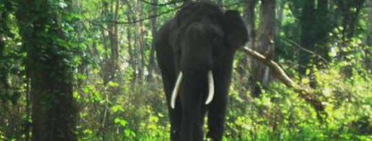 One Man Turns 1360 acres in a forest One Man Turns 1360 acres in a forest