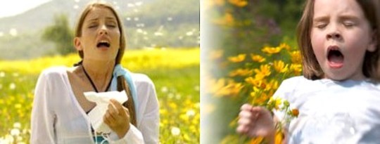 How To Avoid Allergies In Your Child How To Avoid Allergies In Your Child