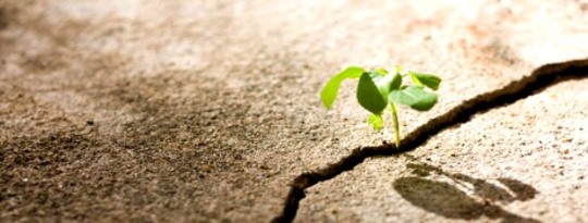 Mimicking Life -- Improving the Odds and Our Lives Mimicking Life -- Improving the Odds and Our Lives