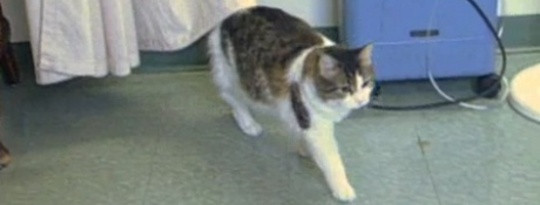 Animal Caregivers: Cat & Dogs Can Predict Cancer and Disease? Animal Caregivers: Cat & Dogs Can Predict Cancer and Disease?