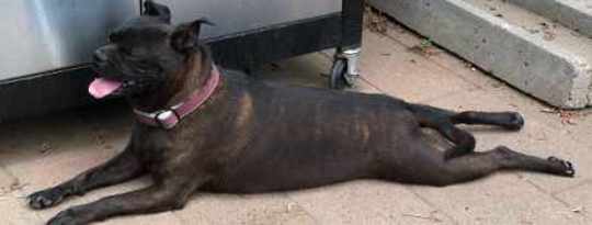 Preventing Arthritis in Your Pet by Shawn Messonnier, DVM Preventing Arthritis in Your Pet by Shawn Messonnier, DVM