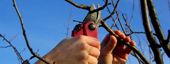 The Garden as a Metaphor for Life The Garden as a Metaphor for Life