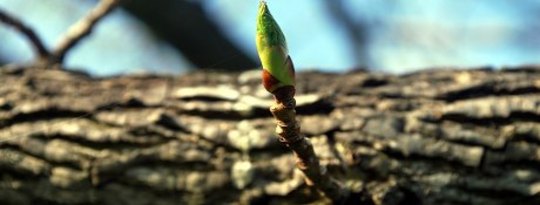 Life & Death, Birth & Rebirth: The Continuum of Life Life & Death, Birth & Rebirth: The Continuum of Life