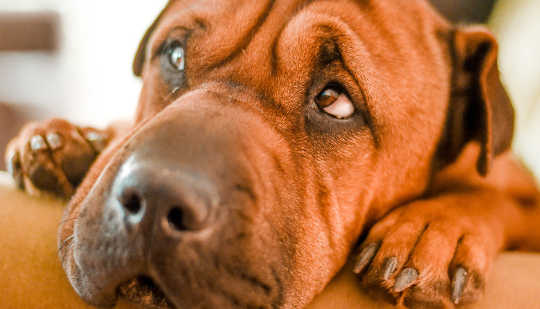 Why Being The Family Dog Can Be A Lonely And Stressful Job combating pet stress 8 14