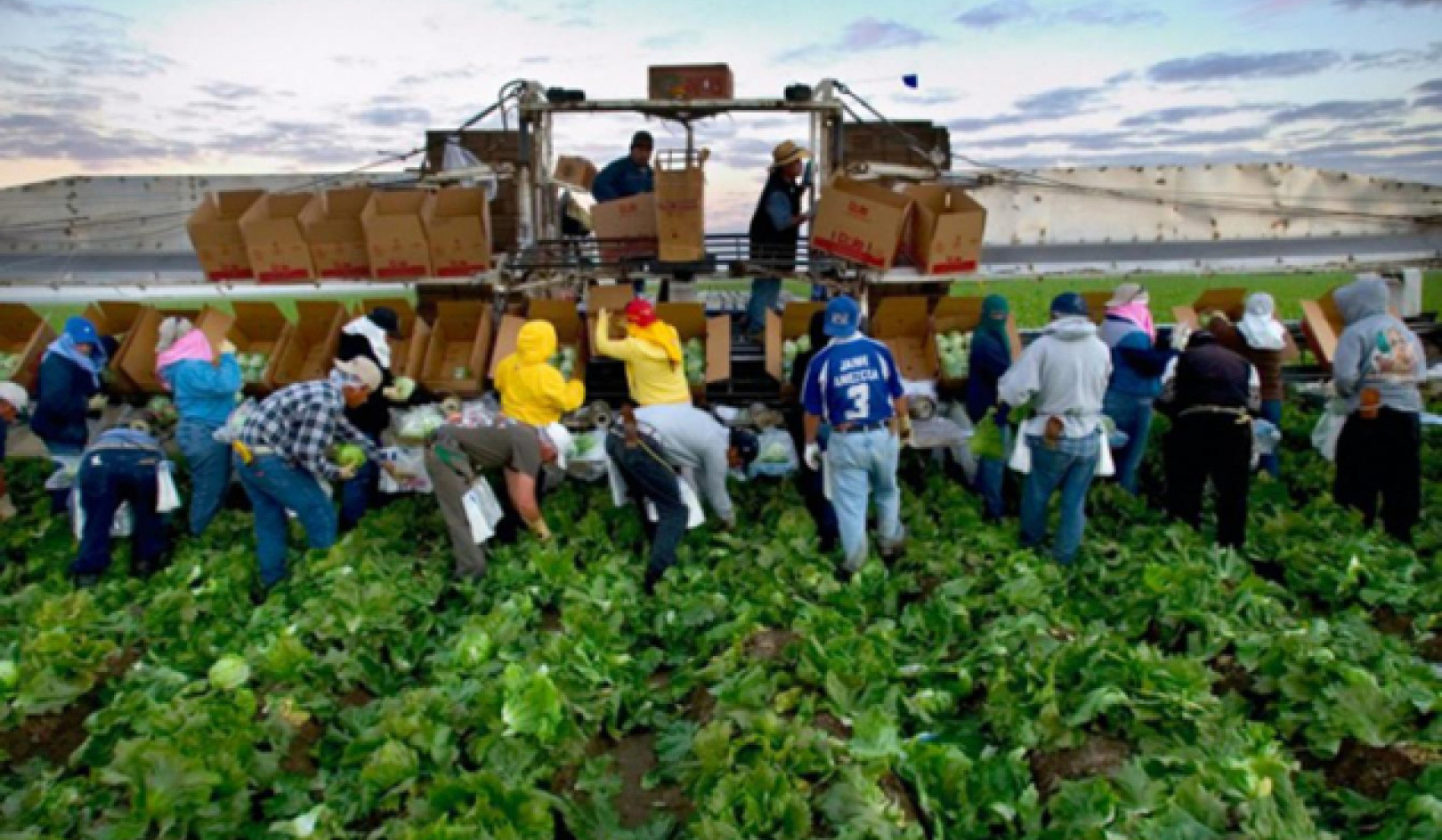 Immigration Jobs vs. AI Displacement: Who Will Do the Work?