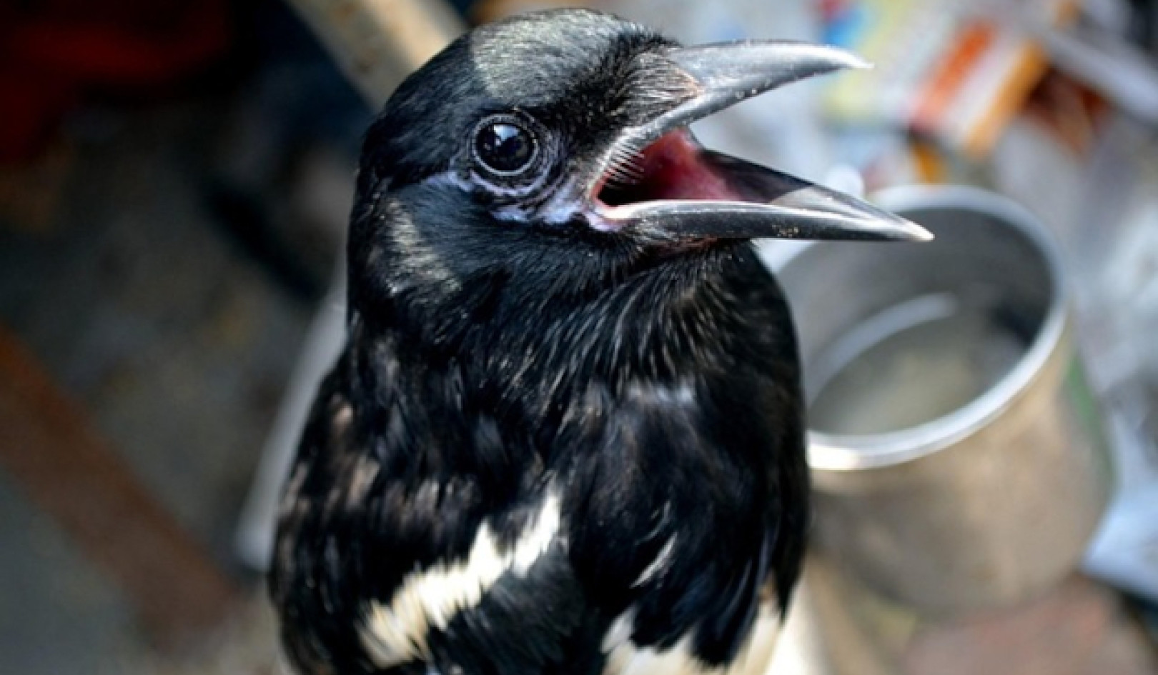 You Too Can Talk with Birds