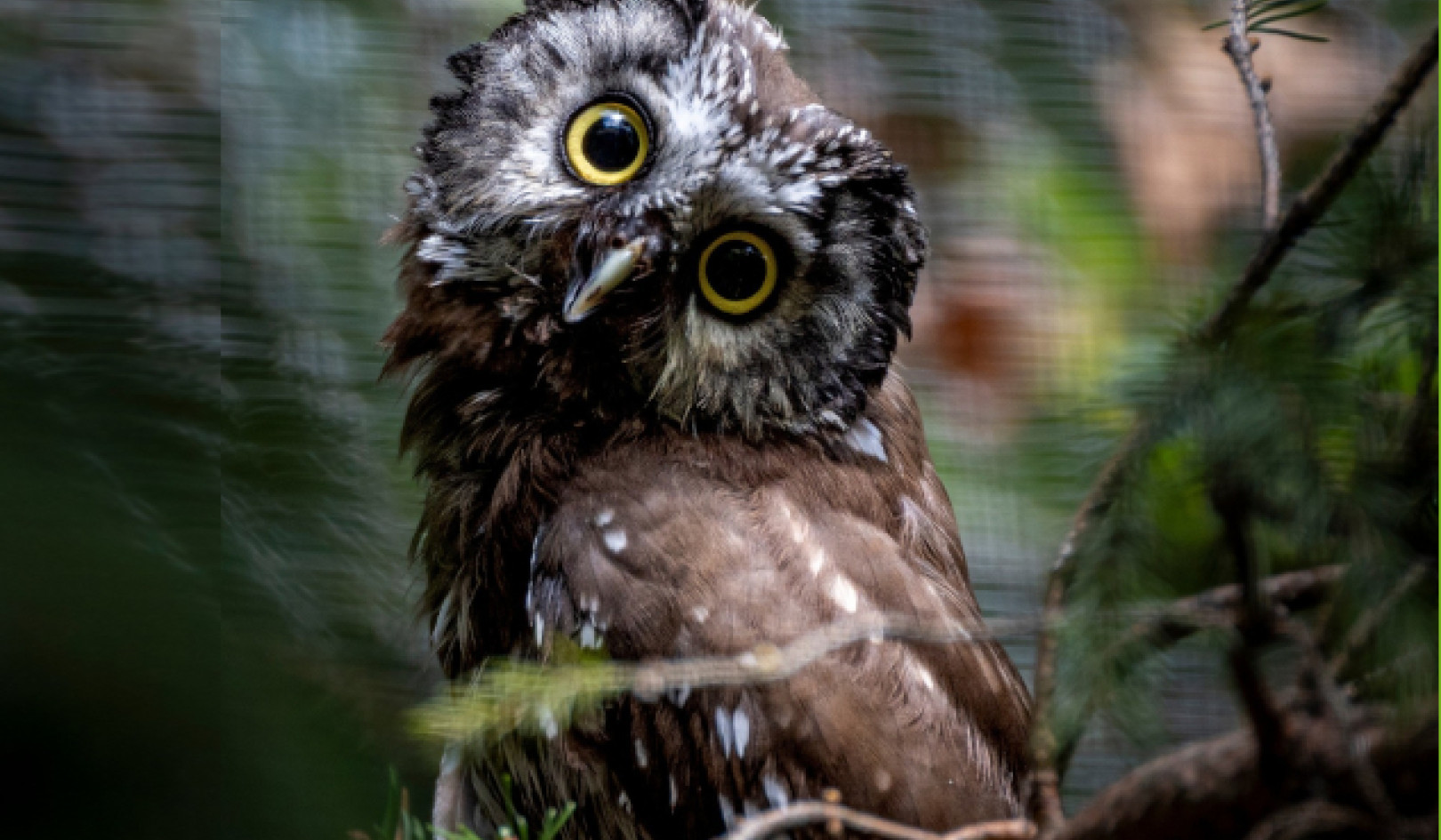 Astrological Overview - Video and Horoscope: February 2 - 8, 2026