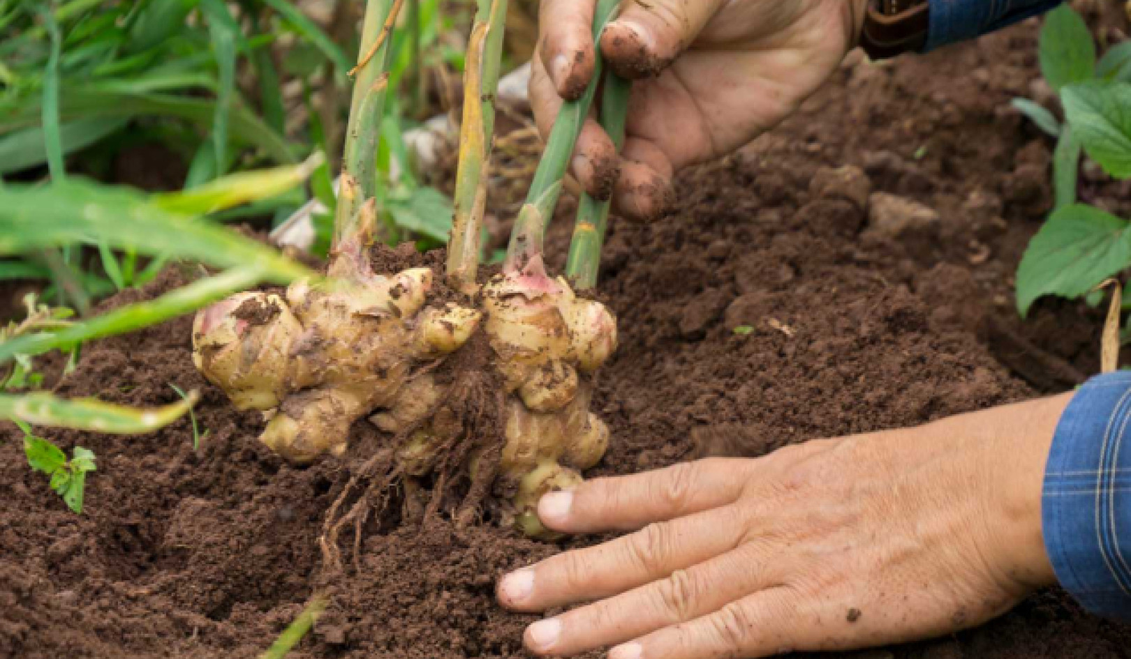 Ginger Benefits and Risks: What You Need to Know for Heart Health and Well-Being