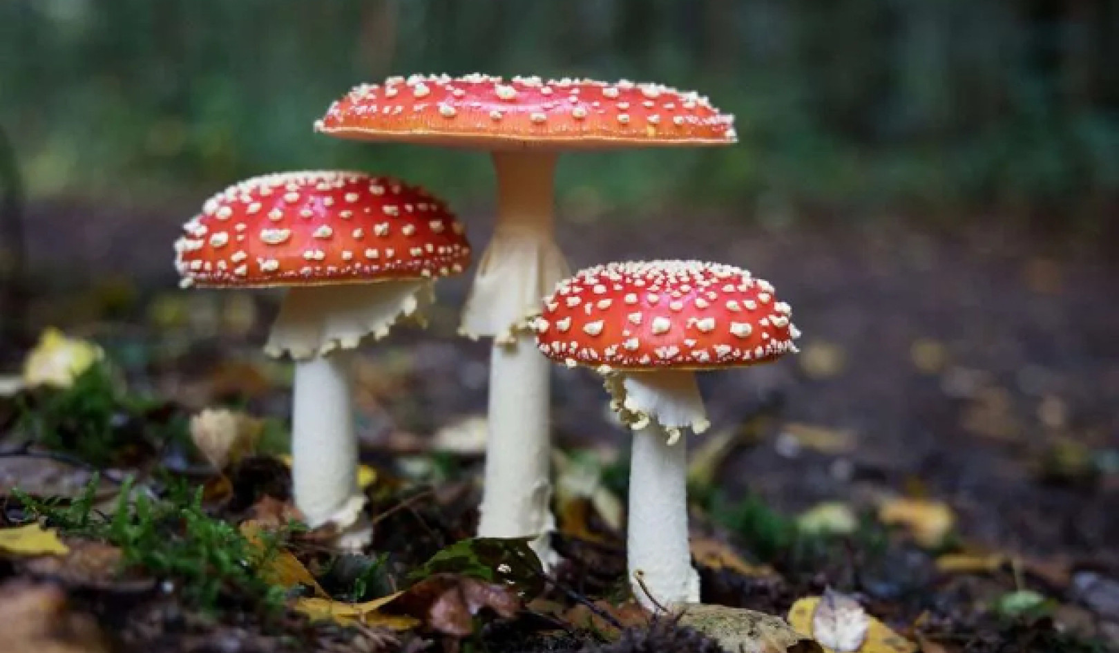 Microdosing Mushrooms: Benefits and Psilocybin Risks