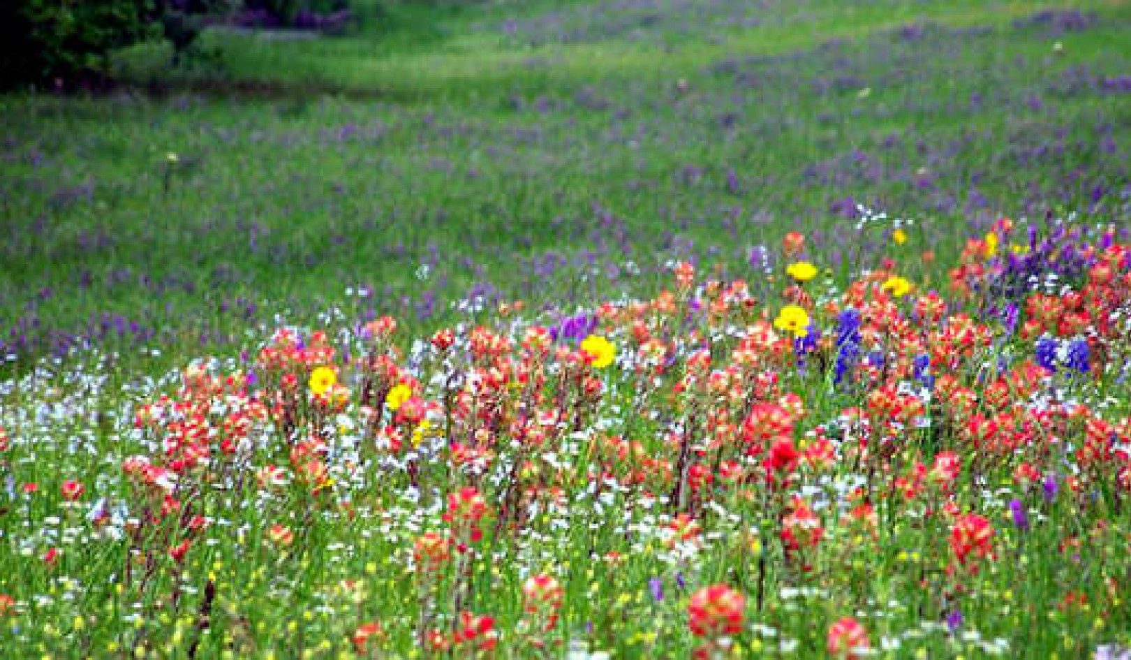 Life Purpose Beyond Self-Help Myths