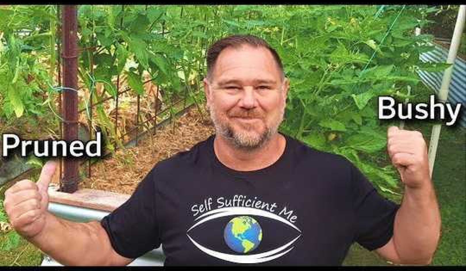 To Prune or Not to Prune Tomato Plants?