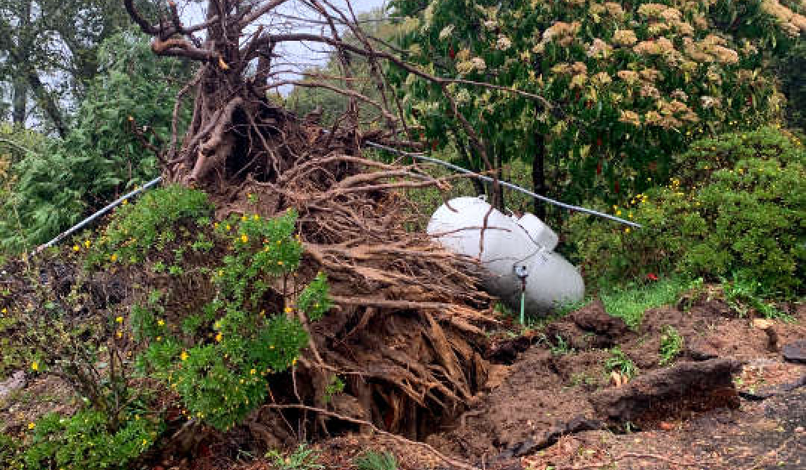 Miracle in the Storm