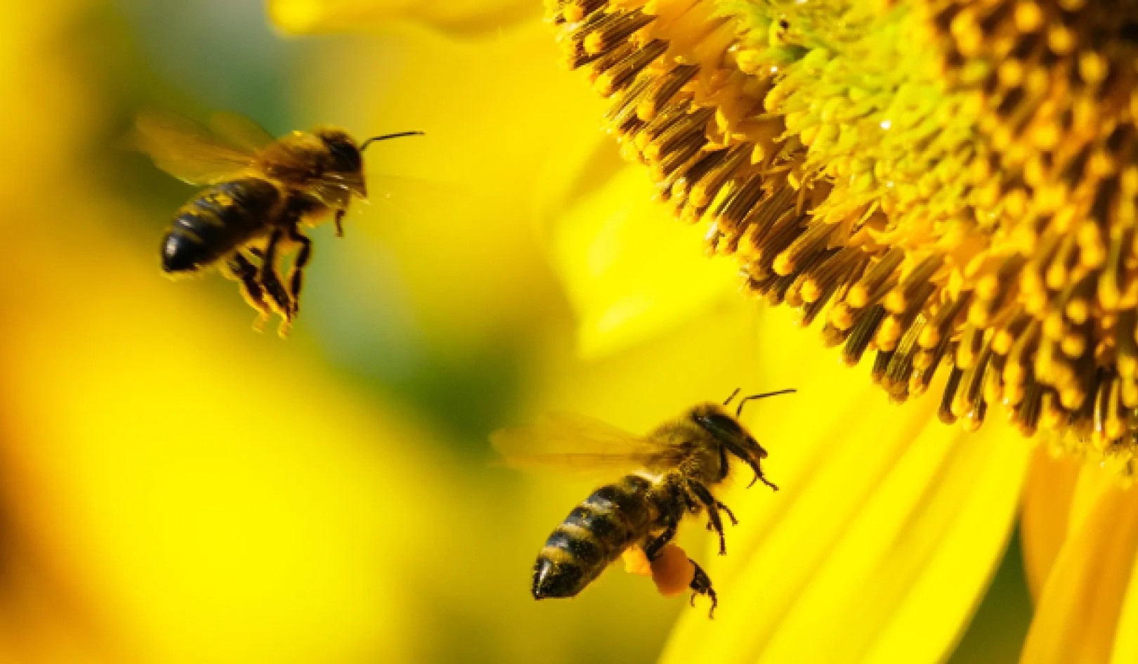 Pollinator Crisis: How War, Plastics, and Light Pollution Drive Bee Decline