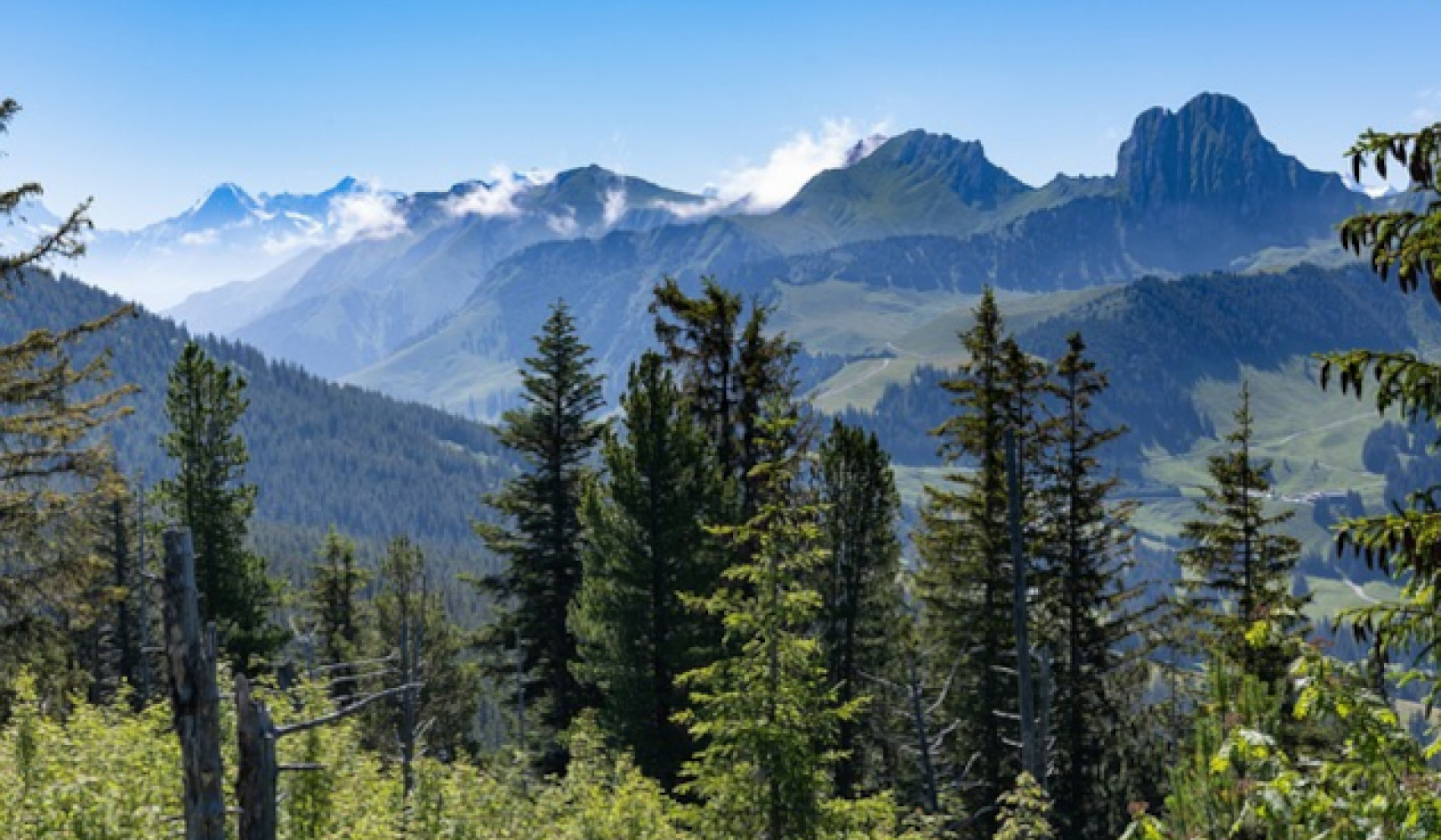 The Pine Tree's Spiritual Uses and Remedies