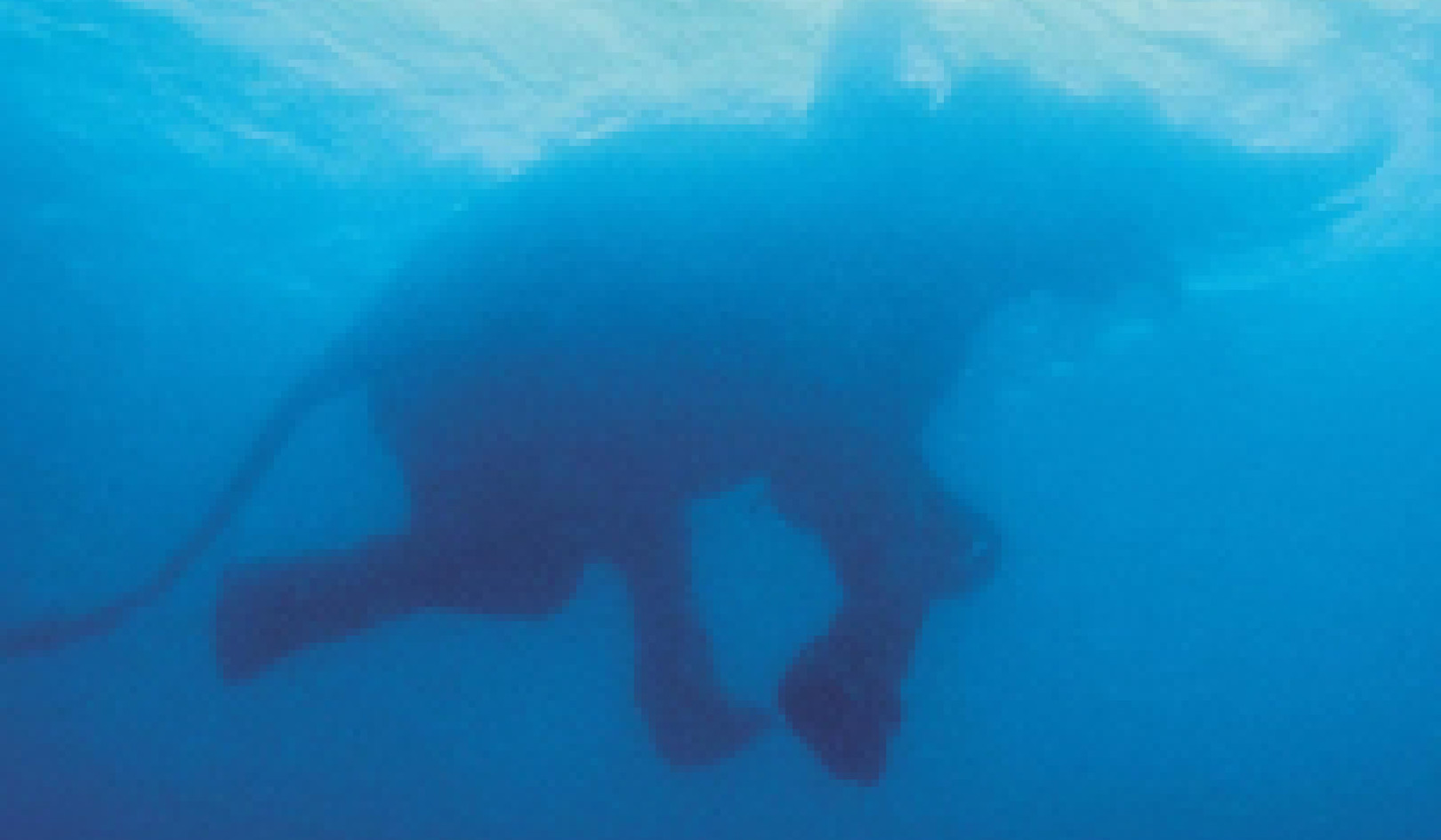 How Optimists Process the Future for Happiness