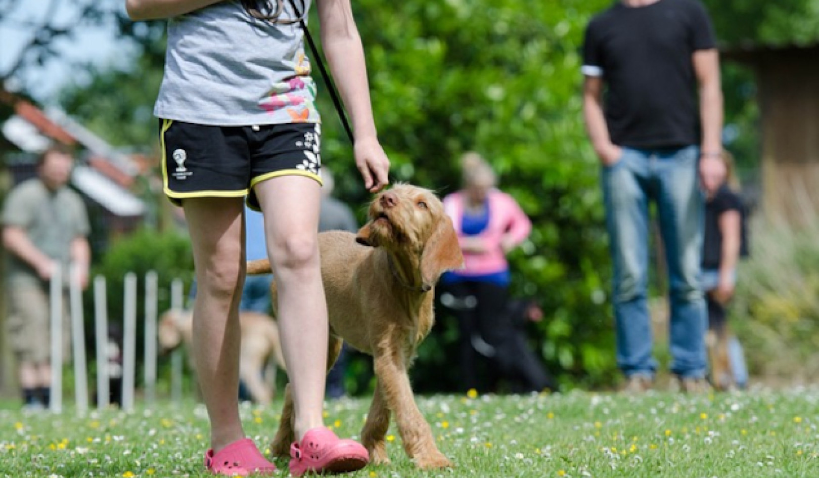 Pet Behavior and You: What Your Dog Is Telling You About You