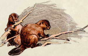 Beavers as Ecosystem Engineers: Restoring Nature's Balance