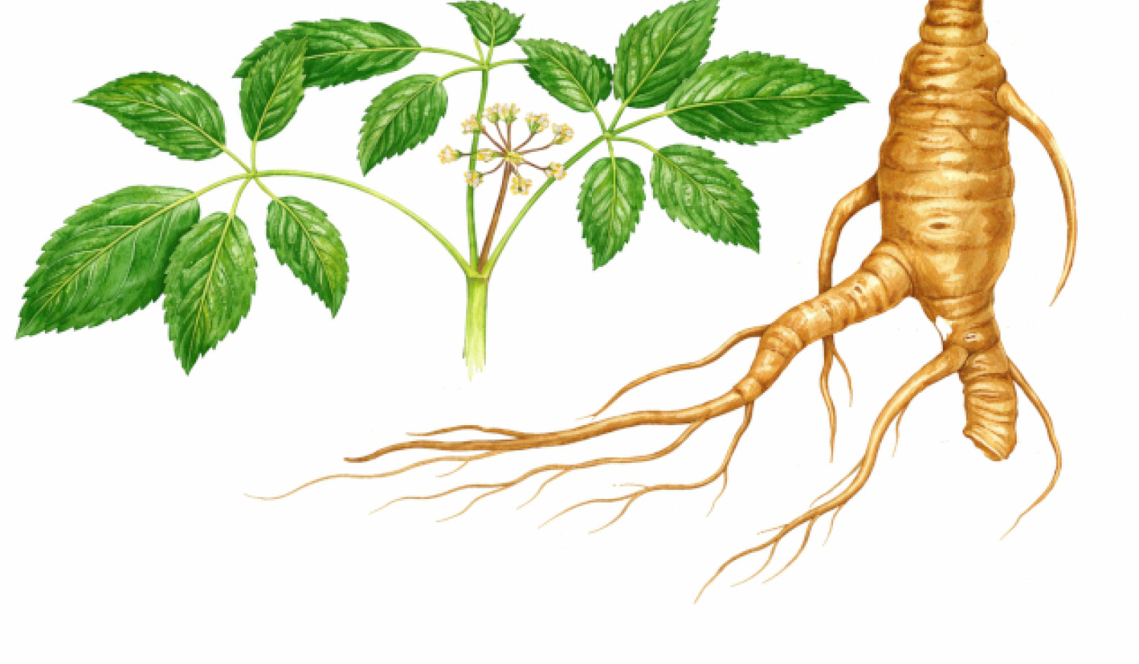 Ginseng's Role in Flu Prevention and Immune Support