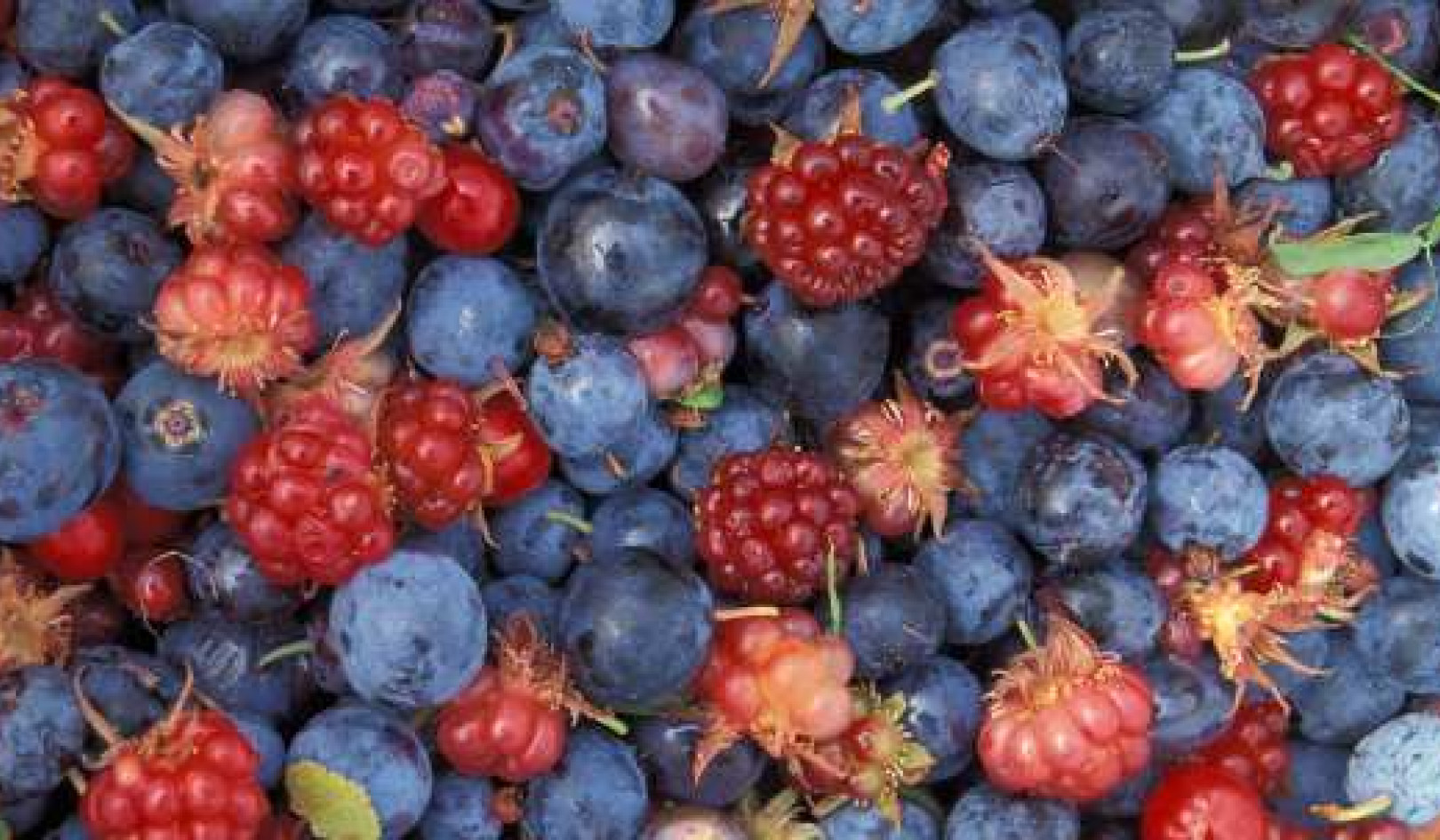 Foraging as a Sustainable Food Strategy