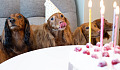 Three dogs sitting at a table, wearing party hats. Image by glenn.jk han from Pixabay.&nbsp;