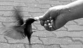 a picture of a hand outstretched to feed a bird
