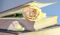 a fresh yellow rose in the closed pages of an old book